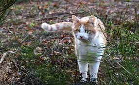 En dehors des heures d'ouverture de la clinique ou du cabinet de ce dernier, contactez impérativement le vétérinaire de garde ou rendez vous. Mon Chat Passe Son Temps Chez Le Voisin Que Faire