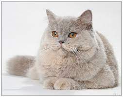 Tortoiseshell cats are often referred to as a ' tortie ', simply an abbreviation of the name. British Longhair Cat Lilac Cream Pretty Cats Puppies And Kitties Beautiful Cats