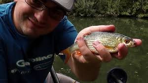 Peche Au Pain Et La Chapelure Seule Pour La Peche Au Coup