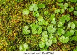 Image result for Hymenophyllum sibthorpioides