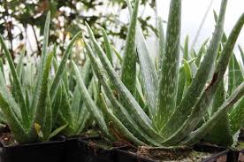 Yavru aloe vera bitkisi nasıl ayrılır? Aloe Vera Bitkisi Bakimi Ve Cogaltilmasi Faydaloji