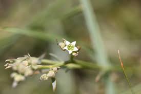 Image result for Thesium goetzeanum