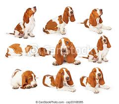 They are very fond of their master and family. Series Of Cute Basset Hound Puppy Photos Set Of Photos Of A Cute Young Purebred Basset Hound Dog In Various Positions Over Canstock