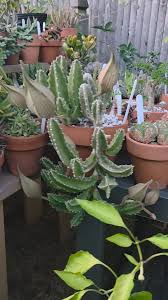 Image result for Trochomeria debilis