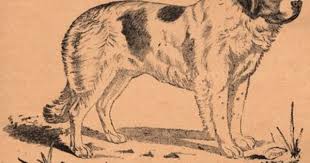 Black And White St Bernard Clipart 21 Vintage Dog Images Art Vintage Dog Graphics Fairy