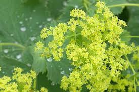 Check spelling or type a new query. Best Plants For Shady Windy Balcony Wind Resistant Plants For Balconies Htgt