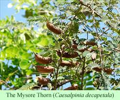 Image result for Caesalpinia decapetala
