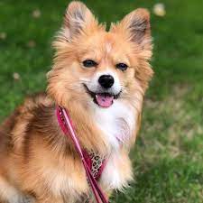 But imagine their little fluffy bodies and those perky ears mixed with 19 other dog breeds. Here S A Corgi Pomeranian Mix Now I Know What Is Cute Aww