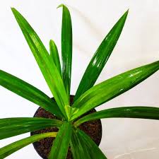 Check spelling or type a new query. Jual Pandan Wangi Tanaman Pandan Wangi Bibit Pandan Daun Pandan Di Lapak Akhyar Flora Bukalapak