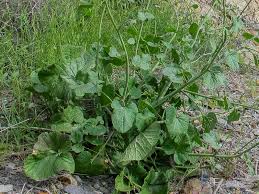 Image result for Crambe hispanica