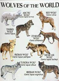Wolf Types Wolf Dog Animals Wild Animals