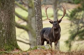 Var aktsam om både dig och de vilda djuren, anpassa din hastighet och kör försiktigt! Fallow Deer Dovhjort Peter Angvarson Fotografi
