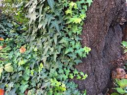 アイビー ヘデラ の育て方 植え替えや剪定 枯れる原因は Horti ホルティ By Greensnap