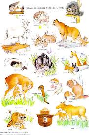 15 Of Smokey Bear S Best Nature Posters Nature Posters Animal Posters Smokey The Bears