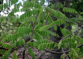 Image result for Rourea orientalis