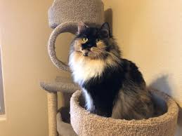 Ch felix sinee ozero (ch felix blue lake). Siberian Cat Breeders In California And Arizona Siberian Cat World