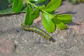 Image result for caterpillar box tree moth inside buxus plant