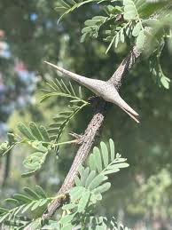 Image result for Acacia eriocarpa