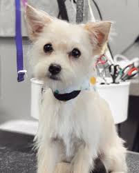 Our soul job is to ensure our. The Pampered Pet Grooming Spa Tracy Posts Facebook