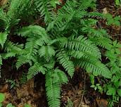 Think Green Thursday: Ferns