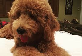These goldendoodle puppies have graduated are advanced training programs of our puppy training institute, and are ready to go home today! Goldendoodle Puppies By Moss Creek Goldendoodles In Florida English Goldendoodle Puppies