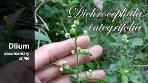Image result for Dichrocephala