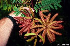 Image result for Mimosa pigra