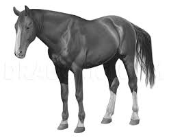 Realistic horse sketch by jennypip on deviantart. How To Draw A Realistic Horse Step By Step Drawing Guide By Jtm93 Dragoart Com