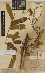 Image result for Cnestis