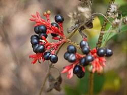 Image result for Rauvolfia vomitoria