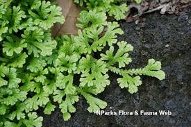 Image result for Selaginella kivuensis