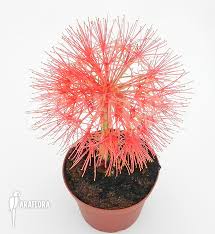 Image result for Scadoxus multiflorus