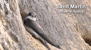 Streams and ditches have been increasingly channeled in the past years, making it difficult for the sand martin to make its nest. Sand Martin Bird Call And Pictures For Teaching Birdsong Youtube