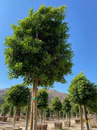 Image result for Ficus conraui