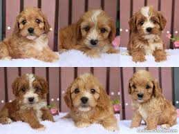 Cavapoo puppies are wonderful with children; Cavapoos And Mini Cavapoos Cavoodles For Sale