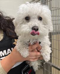 Our 9mo Ruby Red girl is up for consideration. DM for 💰 Located in Medical  Lake.