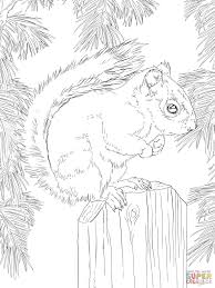American Red Squirrel Super Coloring Squirrel Coloring Page Animal Coloring Pages Coloring Pages