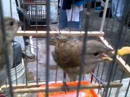 We did not find results for: Pichones De Canario Criollo By Edwin Lameda