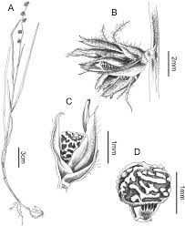 Image result for Scleria melanotricha