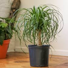 Image result for Beaucarnea recurvata