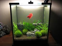 5 Gallon Freshwater Nano Betta Tank Betta Tank Betta Fish Tank Betta Aquarium