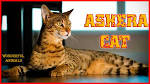 Ashera cat / Ashera cat for sale - Serval cat, caracal ...