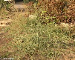 Image result for Chenopodium opulifolium