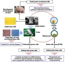 Check spelling or type a new query. Fetal Stem Cells In Farm Animals Applications In Health And Production Springerlink