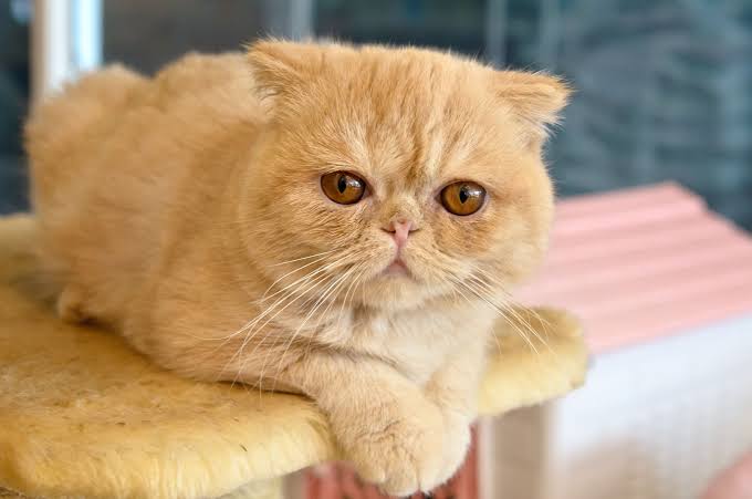 Exotic Shorthair: Breed Profile, Characteristics & Care