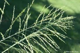 Image result for Panicum maximum