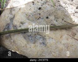 Image result for Ctenium concinnum