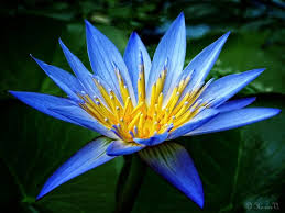 Image result for Nymphaea heudelotii