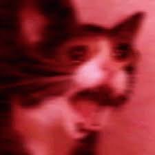 Explore and share the best discord cat gifs and most popular animated gifs here on giphy. Yamete Mad Gif Yamete Mad Cat Discover Share Gifs Vines Funny Videos Funny Profile Pictures Meme Gifs