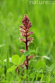 Image result for Orobanche minor